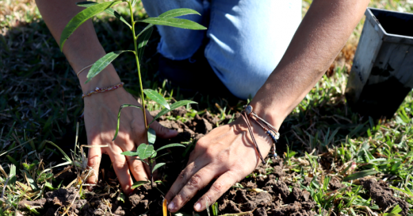 Plant a Tree Program » ACCM