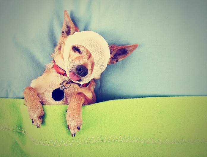 dog with a bandage around its face